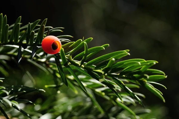 Closeup Bug Wild Nature — Stock Photo, Image