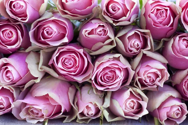 Fondo Rosas Flor Colores —  Fotos de Stock