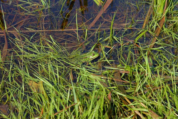 Grüner Frosch Entspannt Sich Fluss Sommer — Stockfoto