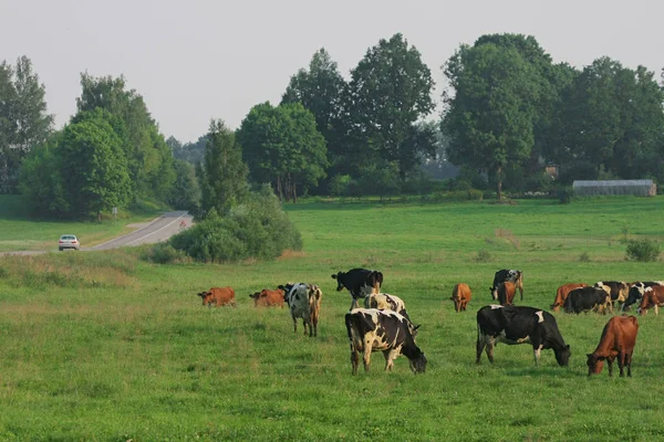 Krowy Wypasane Zielonej Łące Latem — Zdjęcie stockowe