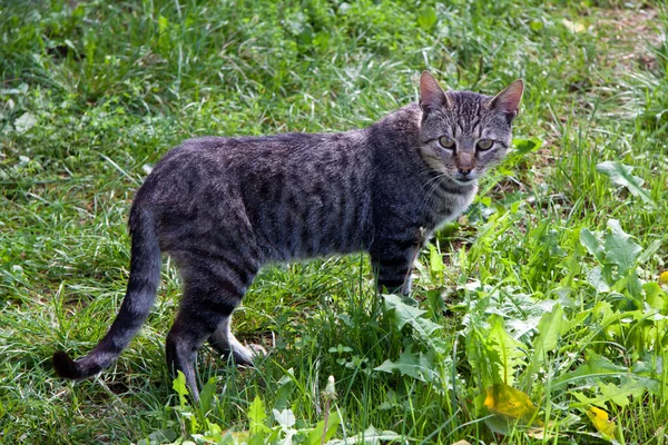 Mladá Kočka Trávě — Stock fotografie