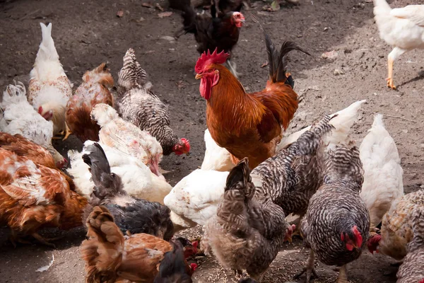 Farm Cock Hens — Stock Photo, Image