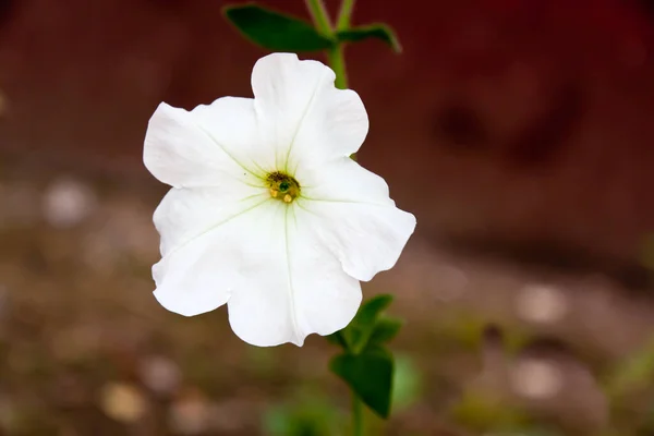 Althaea Officinalis Malvavisco Blanco Homeo —  Fotos de Stock