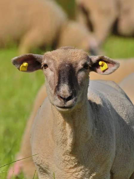 Aussichtsreicher Blick Auf Die Landwirtschaft Auf Dem Land — Stockfoto