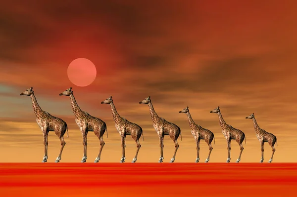 Giraffen Abendlicht — Stockfoto