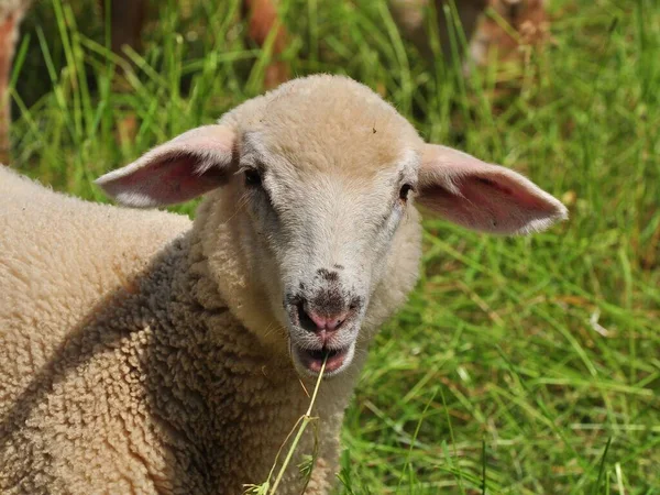 Ovejas Domésticas Pasto —  Fotos de Stock