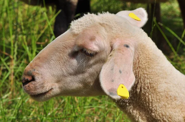 Schapen Boerderij — Stockfoto