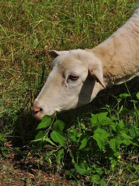 Scenic View Agriculture Selective Focus — Stock Photo, Image