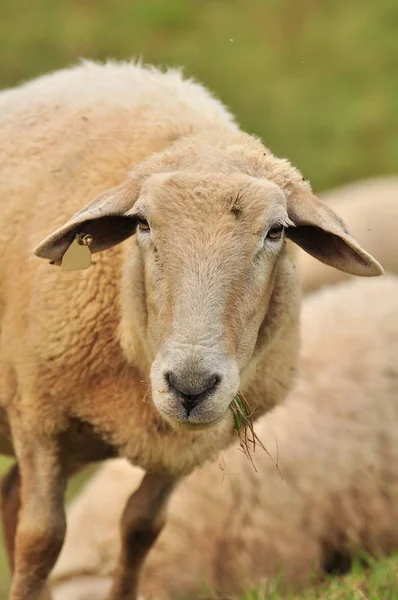 Landschaftlicher Blick Auf Die Landwirtschaft Selektiver Fokus — Stockfoto