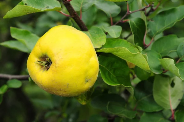 Fresh Ripe Apples Healthy Eating — Stock Photo, Image