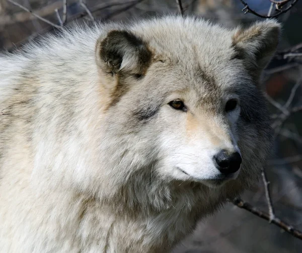 Schilderachtig Uitzicht Wilde Wolf Natuur — Stockfoto