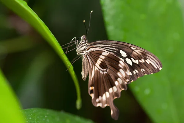 Closeup View Beautiful Colorful Butterfly — Stock Photo, Image