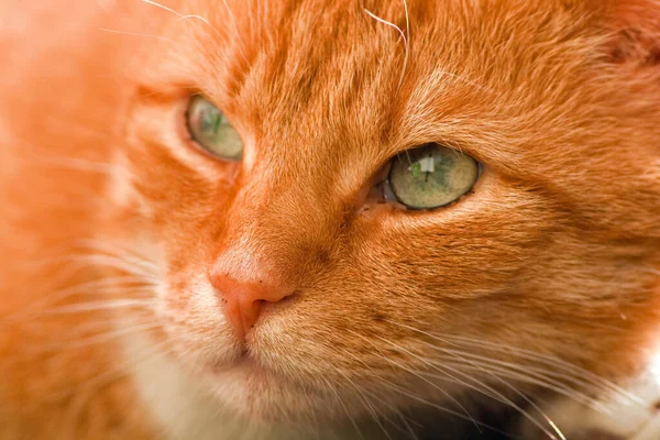 Portrait Cute Cat — Stock Photo, Image