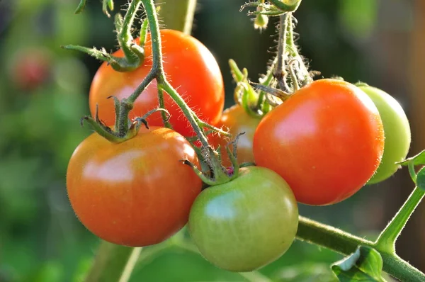 Röda Mogna Ekologiska Tomater — Stockfoto