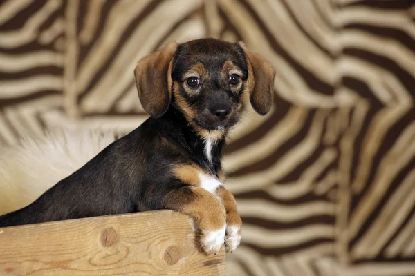 Retrato Cão Bonito — Fotografia de Stock