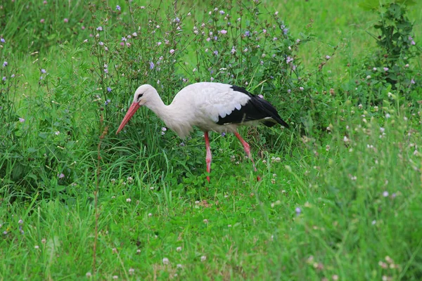 Weißstorch Grünen Gras Einem Sommertag — Stockfoto