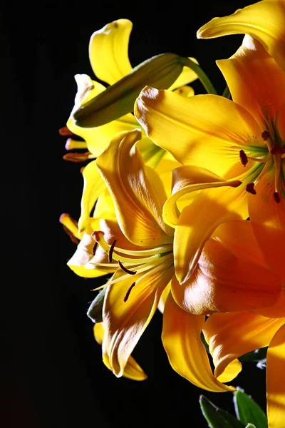 Strauß Bunter Lilien Auf Dunklem Hintergrund — Stockfoto