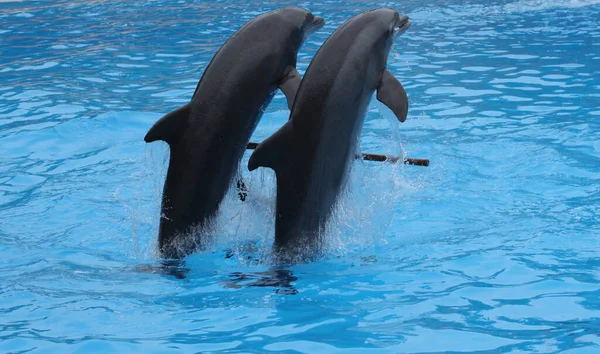 Spettacolo Dei Delfini Loro Parque — Foto Stock