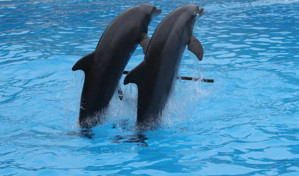 Espetáculo Golfinhos Loro Parque — Fotografia de Stock