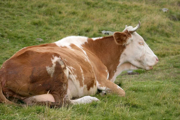 Domestic Cattle Pasture — Stock Photo, Image