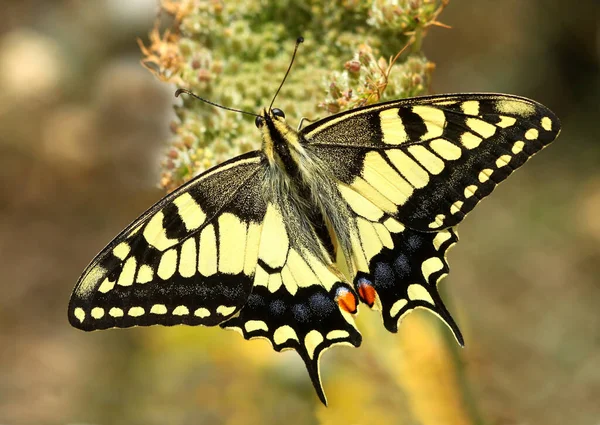 Primer Plano Mariposa Hábitat Concepto Salvajismo — Foto de Stock