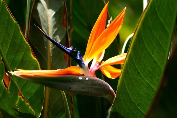 Strelitzia Pássaro Flor Paradisíaca — Fotografia de Stock