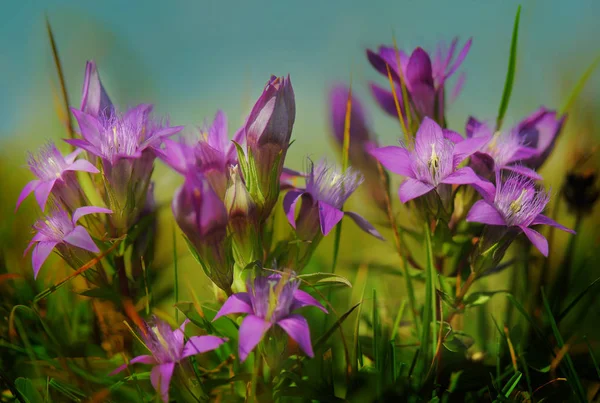 Flores Gentianas Campo Prado — Fotografia de Stock