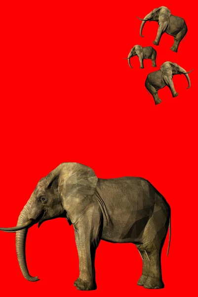 Savannah Elephant Naturdjur Fauna Däggdjur — Stockfoto