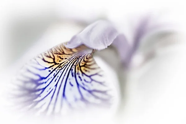 Purple Blur Iris Versicolor — Stock Photo, Image