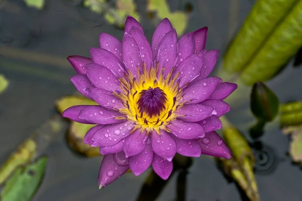 Khao Lak Thailand Photographed Pond — Stock Photo, Image