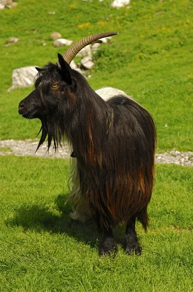 Goat Horns Pasture — Stock Photo, Image
