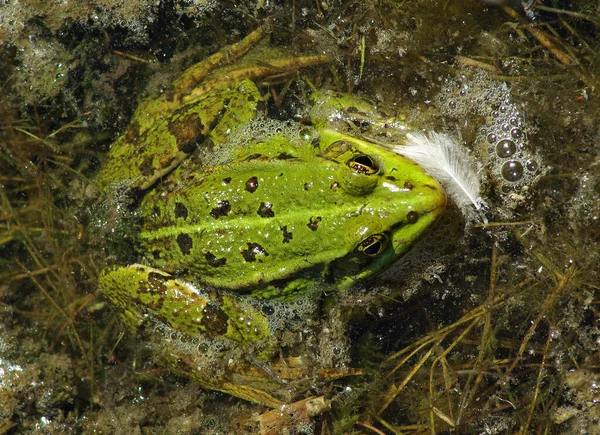 Amfibiedjur Vilda Grodor — Stockfoto