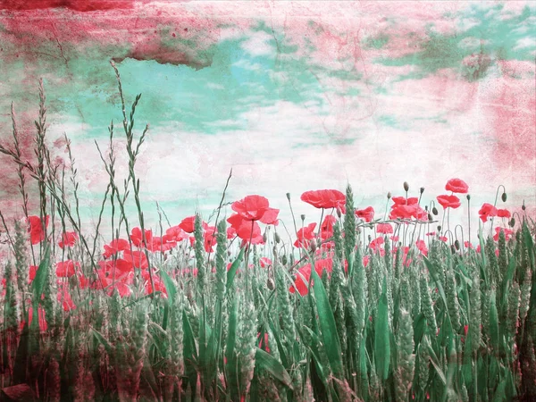 Beautiful Poppies Flowers Background — Stock Photo, Image