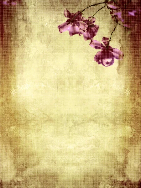 Beautiful Grunge Background Magnolia — Stock Photo, Image