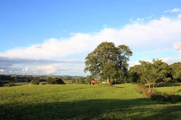 Sommerlandschaft Mit Pferd — Stockfoto