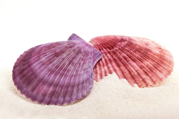 Muschel Isoliert Auf Sand — Stockfoto