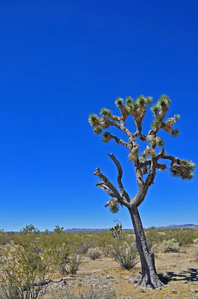 Joshua Arbre Dans Désert Mojave — Photo