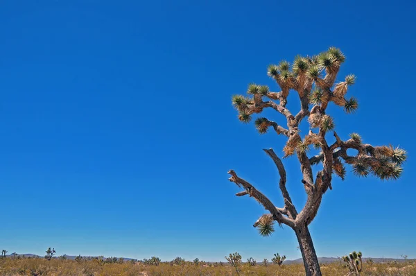 Albero Giosuè Nel Deserto Del Mojave Usa — Foto Stock