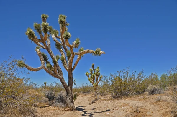 Desierto Con Árboles Joshúa — Foto de Stock