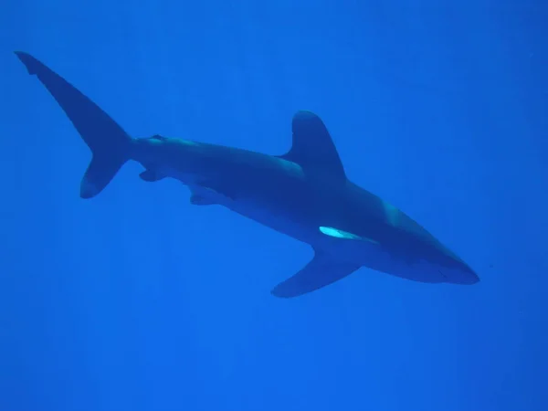 Oceanic Whitetip Shark Red Sea — Stock Photo, Image