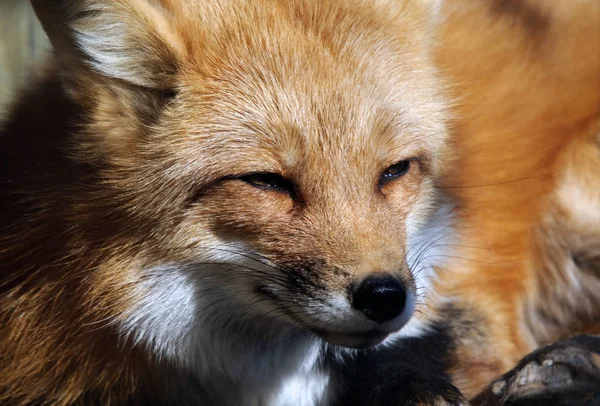 Rode Vos Dier Natuur Fauna — Stockfoto