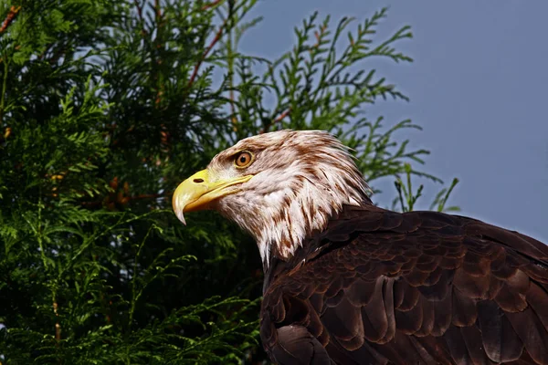 scenic view of majestic bald eagle