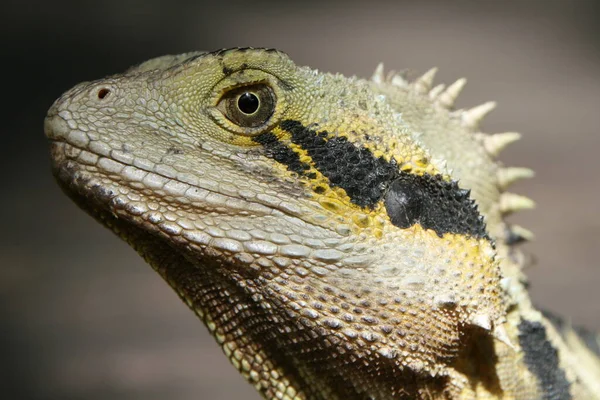 Zblízka Ještěrka Biotopu Koncept Divokosti — Stock fotografie