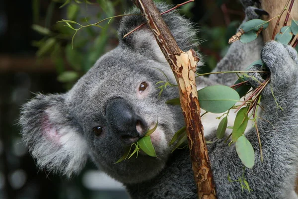 Koala Medve Vadon Élő Állat — Stock Fotó