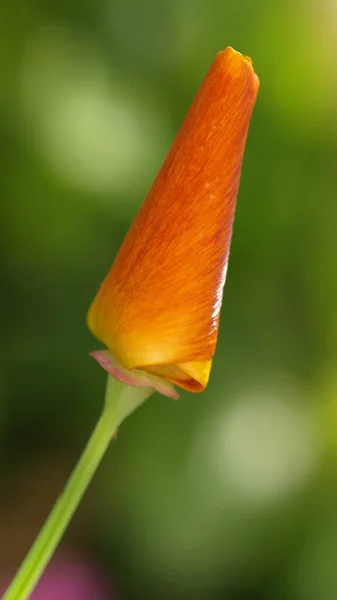 Piękne Botaniczne Ujęcie Naturalna Tapeta — Zdjęcie stockowe