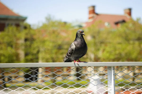 Beber Beber Paloma Fuente Casas Antiguas Casas Históricas Aves — Foto