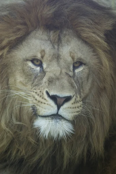 Afrikanischer Löwe Wildes Raubtier — Stockfoto