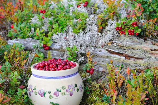 Cranberries Mirtilos Cranberries Outono Cranberries Floresta Berry Floresta Dead — Fotografia de Stock