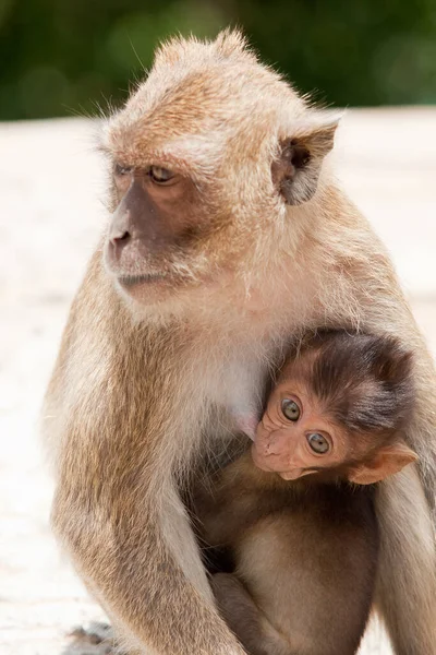 褐色绒毛猴 普通绒毛猴 — 图库照片