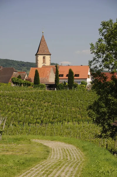 Weinberg Natürliche Flora Und Fauna Landwirtschaft Und Landwirtschaftliche Ernte — Stockfoto